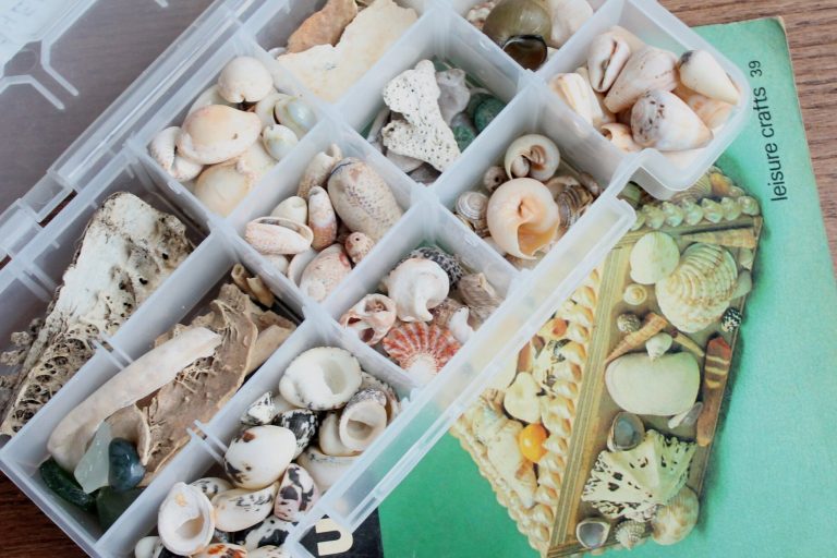 An assortment of shells.